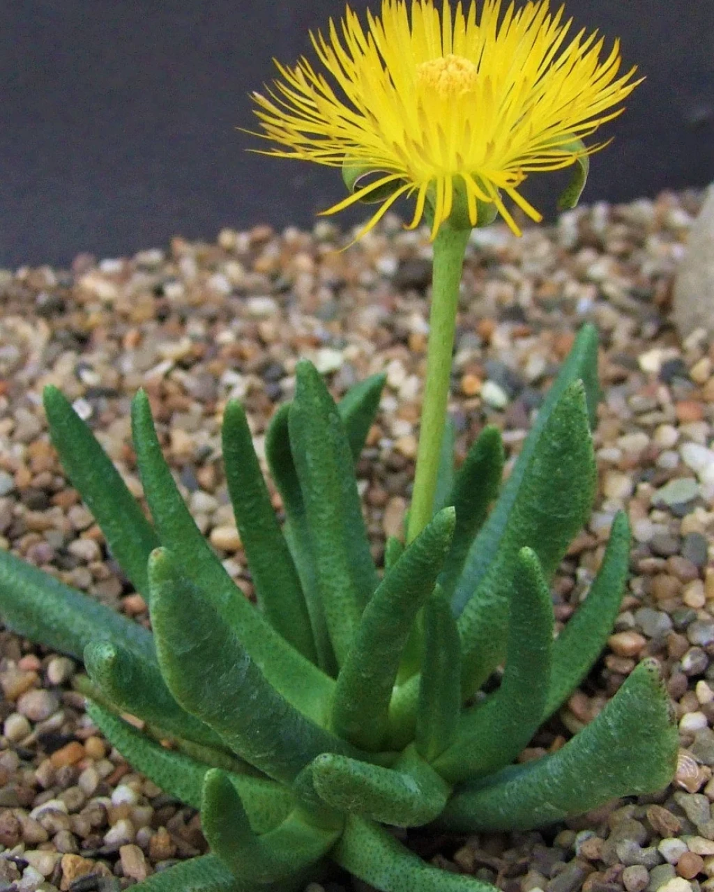 Hereroa muirii
