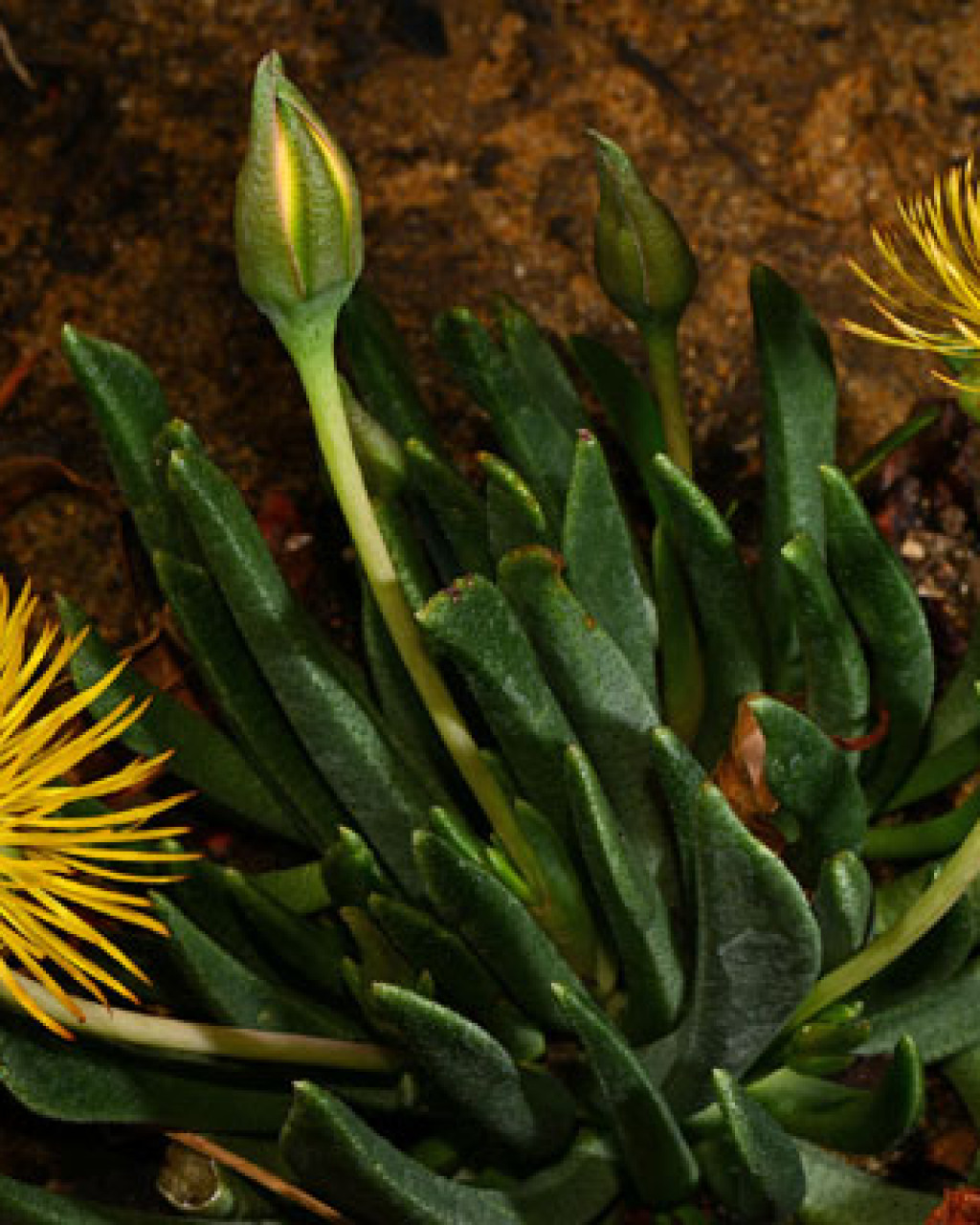 Hereroa stanfordiae