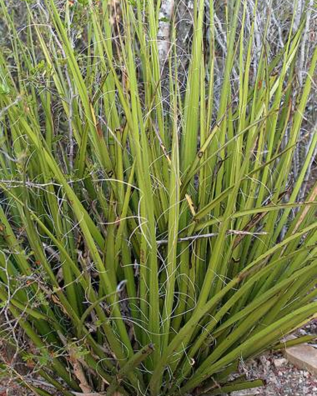 Hesperaloe campanulata