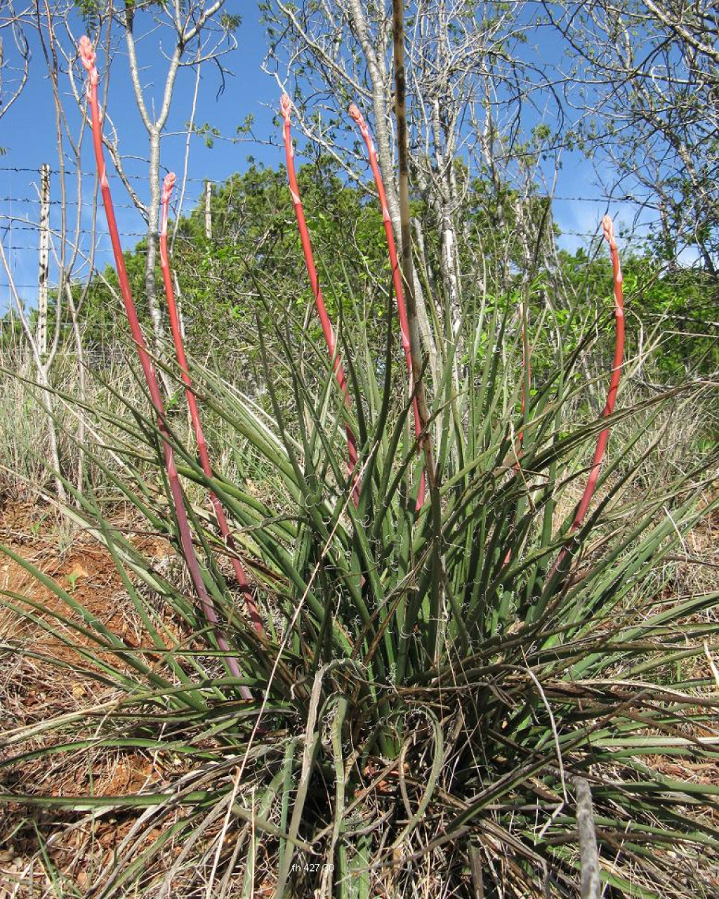 Hesperaloe engelmannii