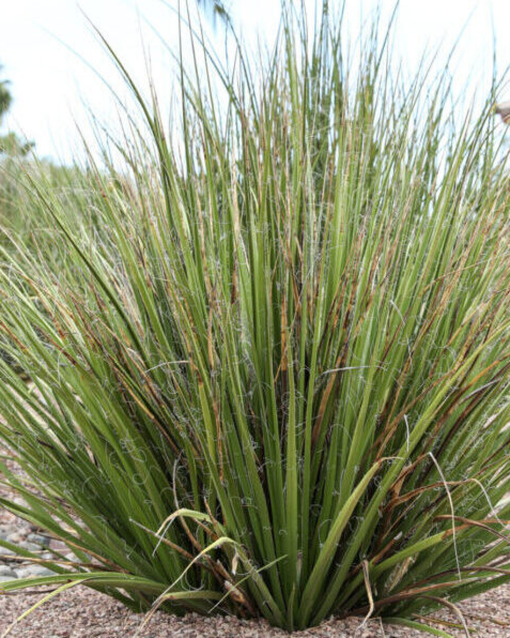 Hesperaloe funifera