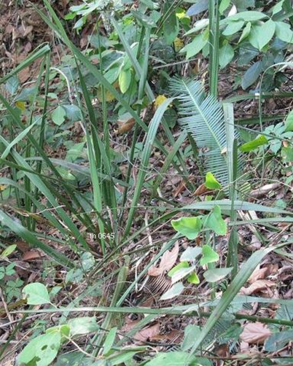 Hesperaloe malacophylla