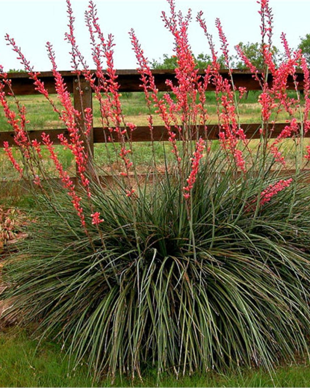 Hesperaloe parviflora