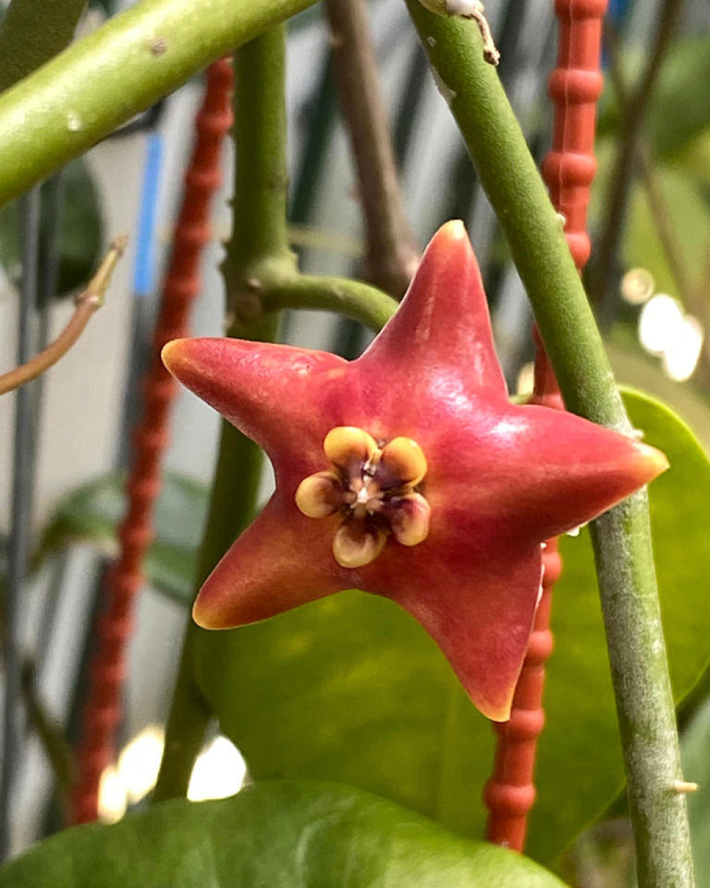 Hoya affinis