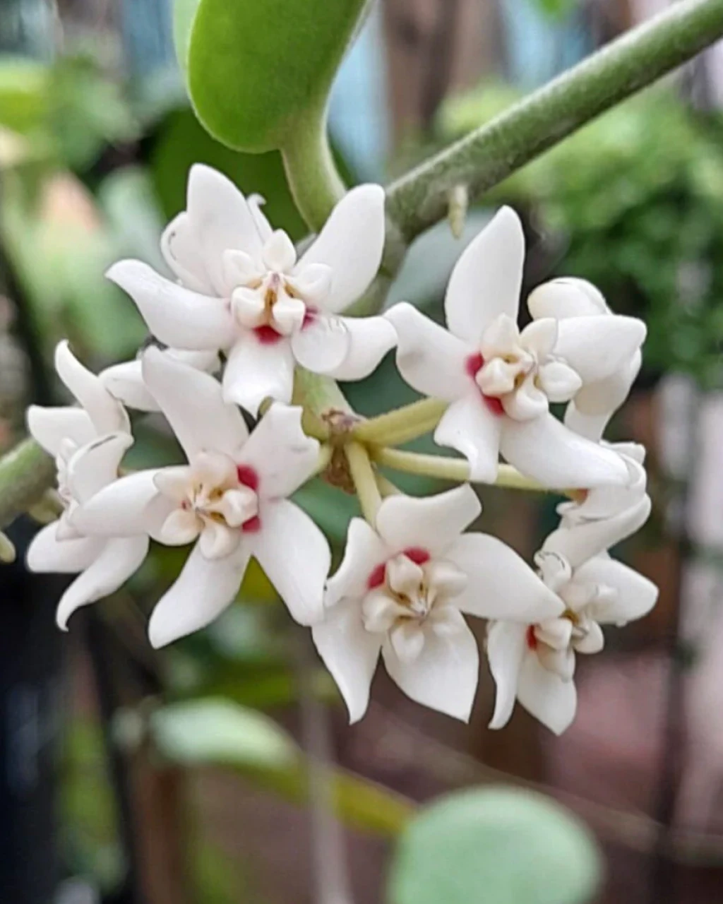 Hoya australis