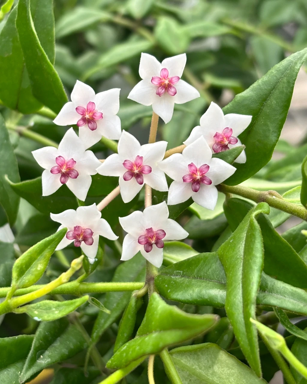 Hoya bella