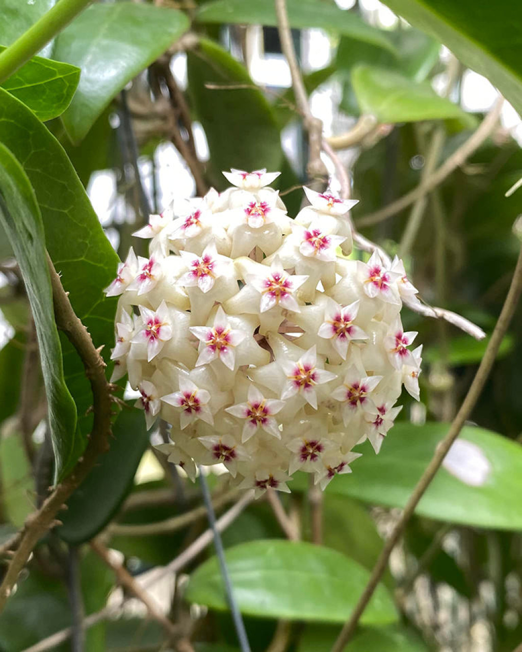 Hoya bhutanica