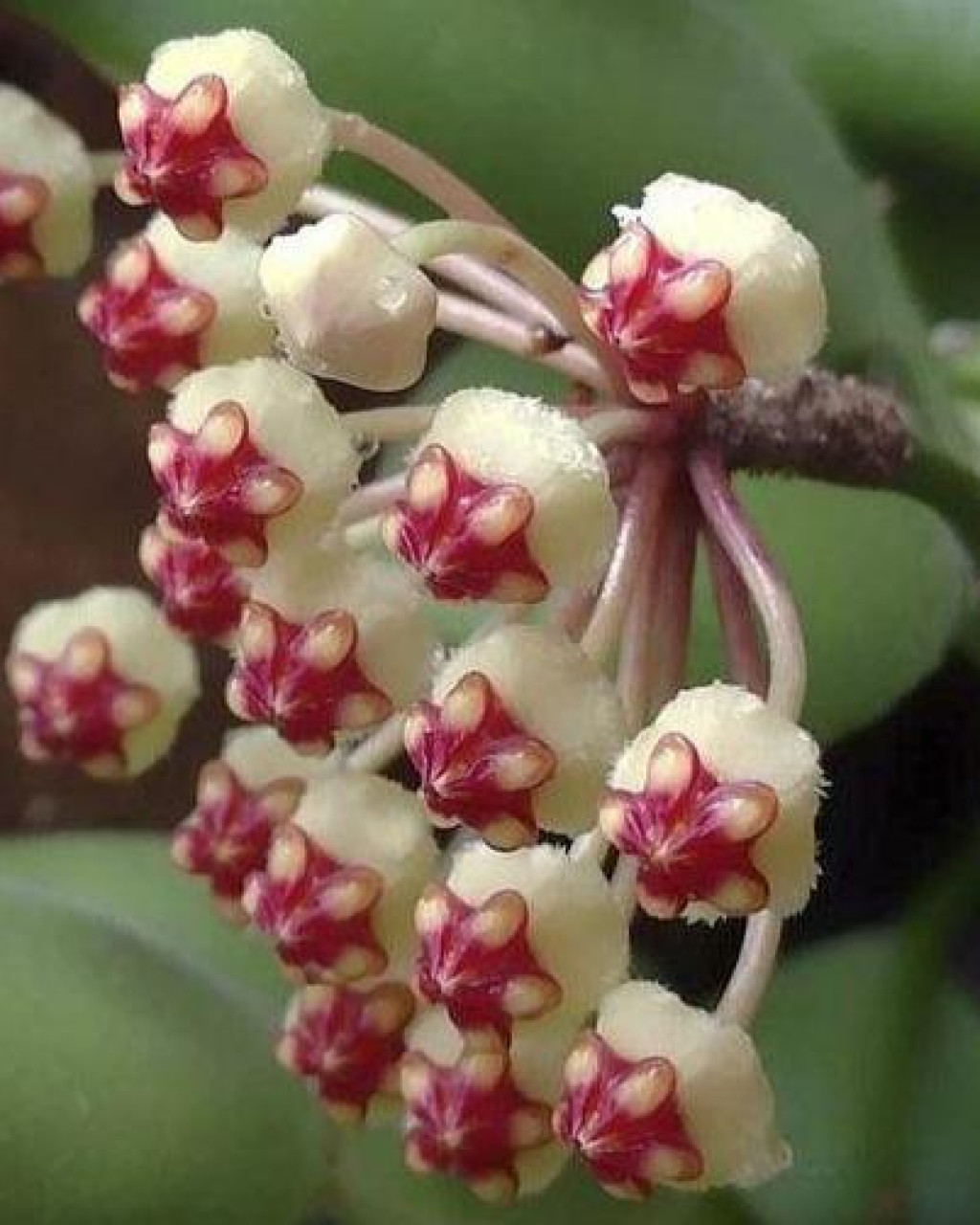 Hoya brevialata
