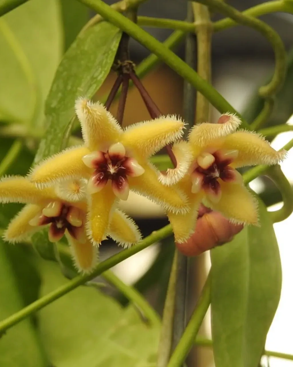 Hoya buotii
