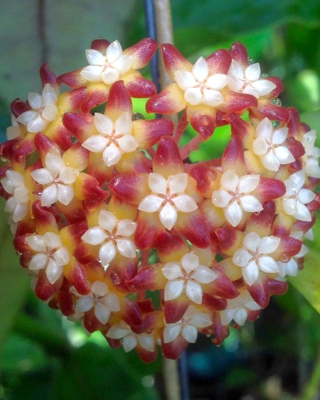 Hoya callistophylla