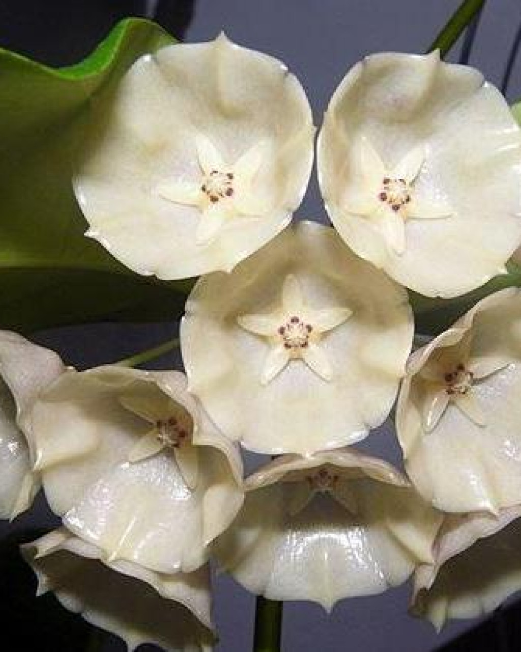 Hoya campanulata