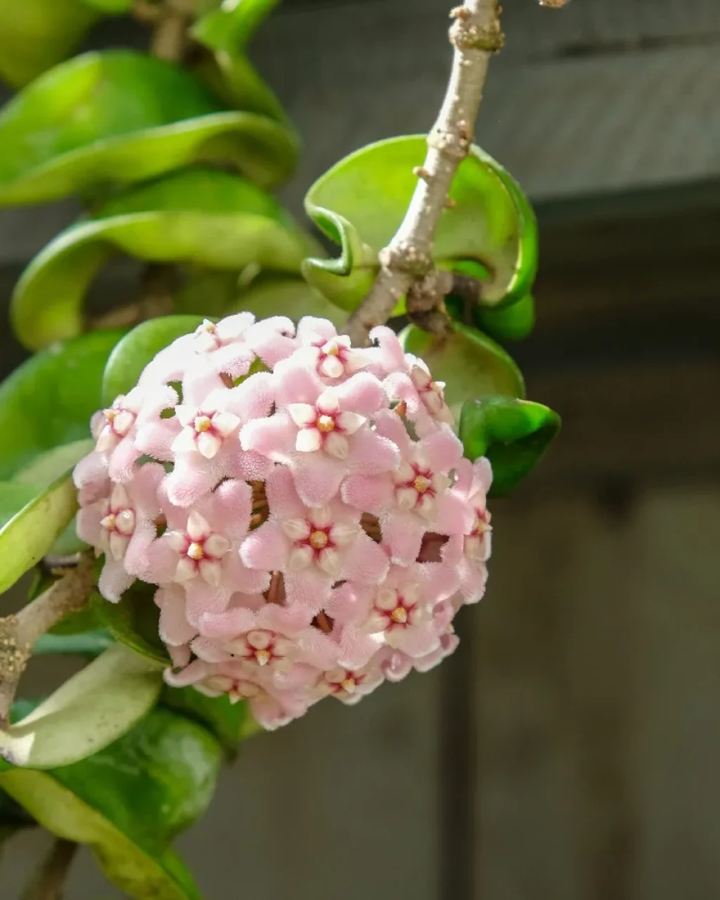 Hoya carnosa 'Compacta'