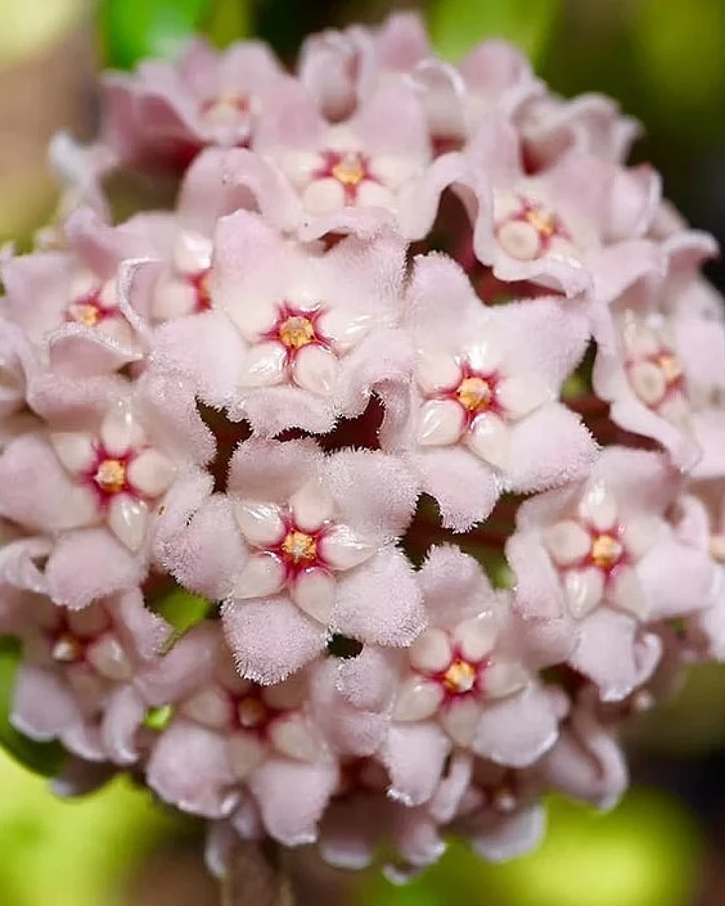 Hoya carnosa 'Compacta Regalis'