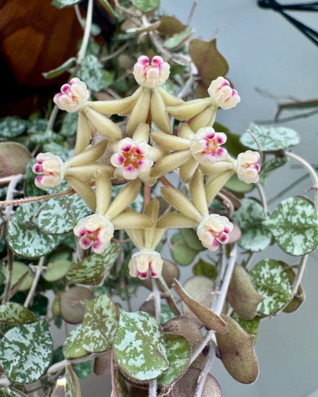 Hoya curtisii