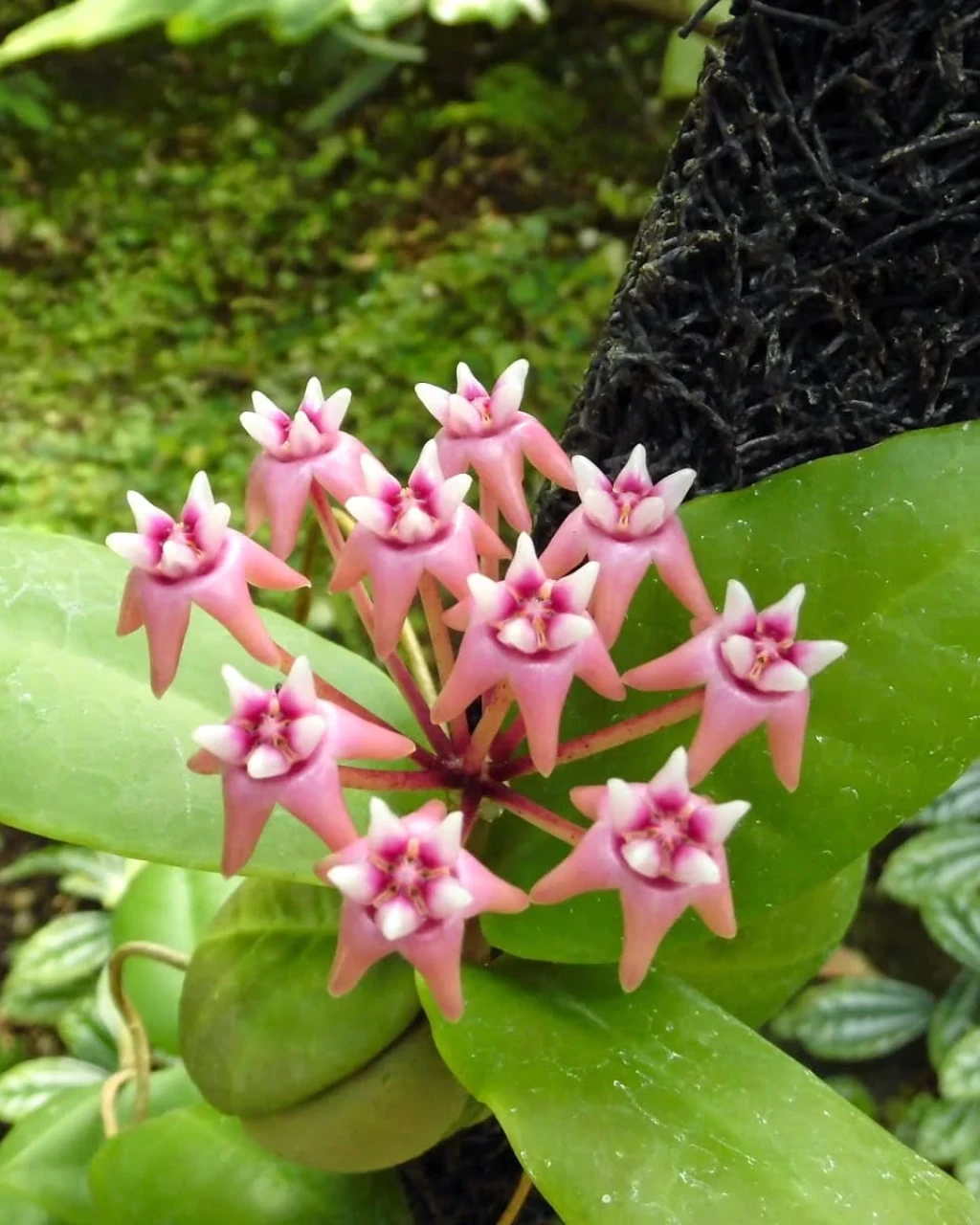 Hoya darwinii