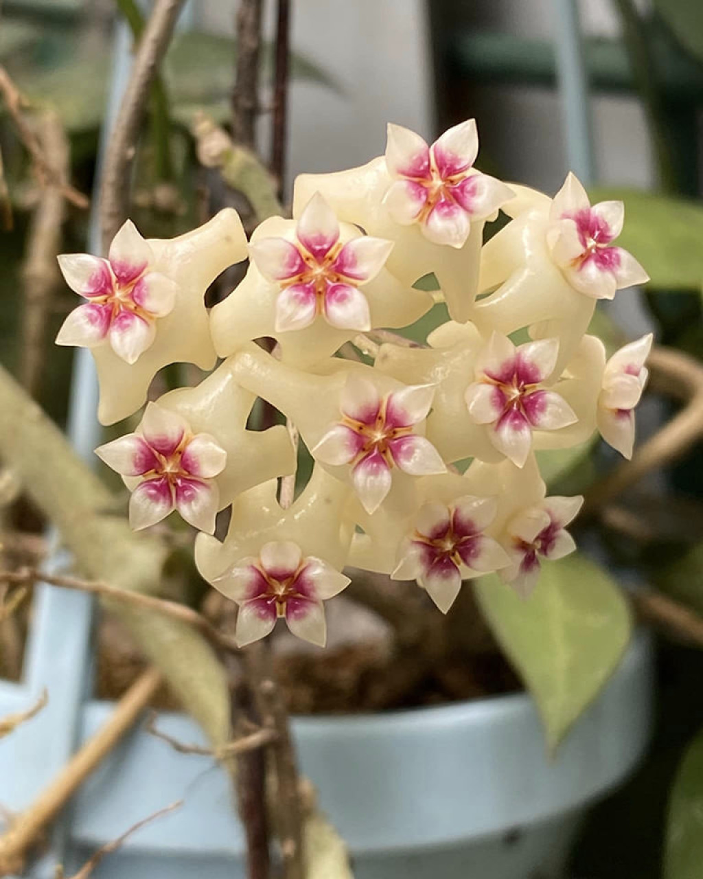 Hoya dolichosparte