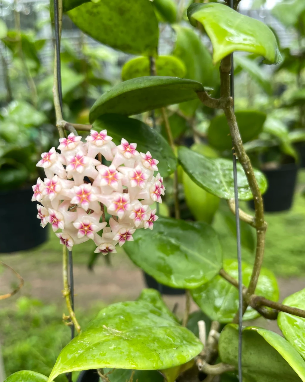 Hoya dolichosparte 'Pink'