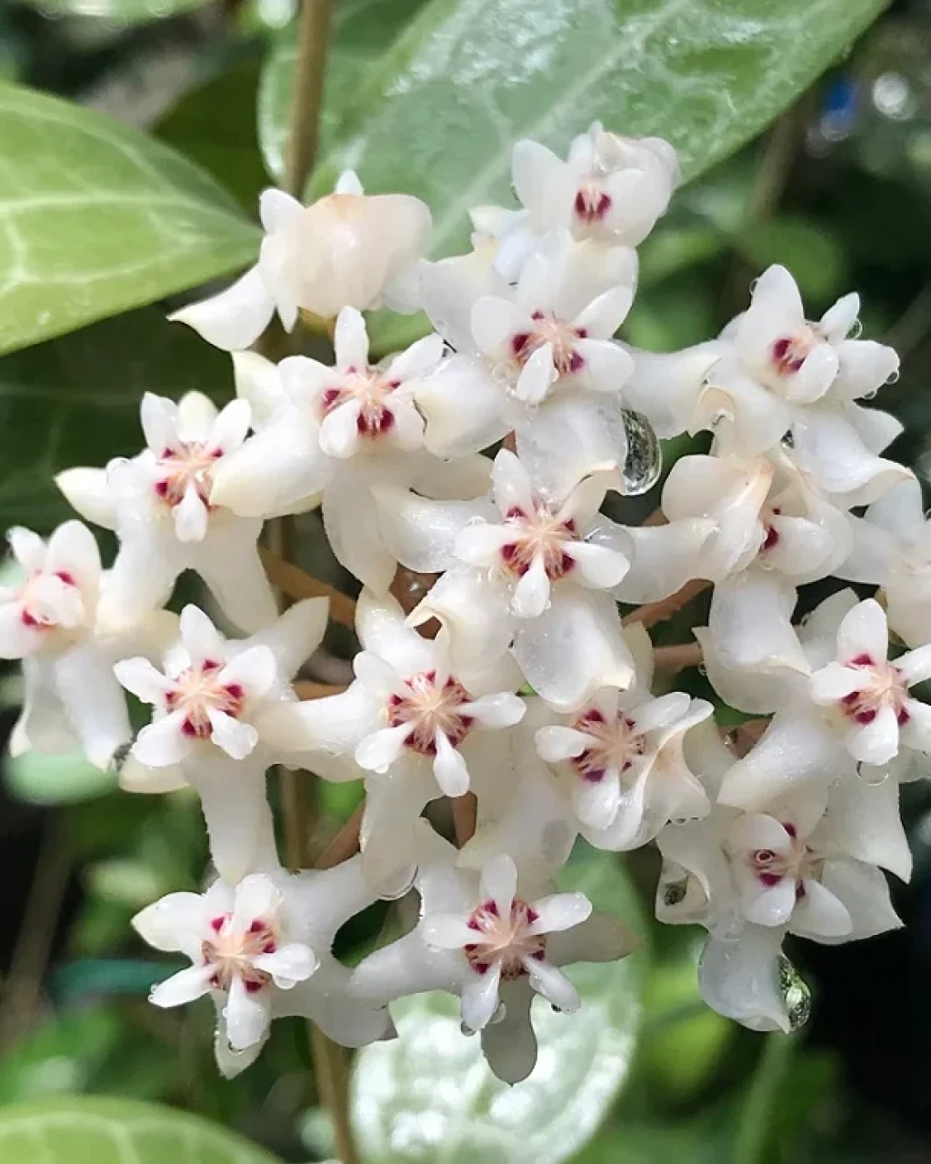 Hoya elliptica