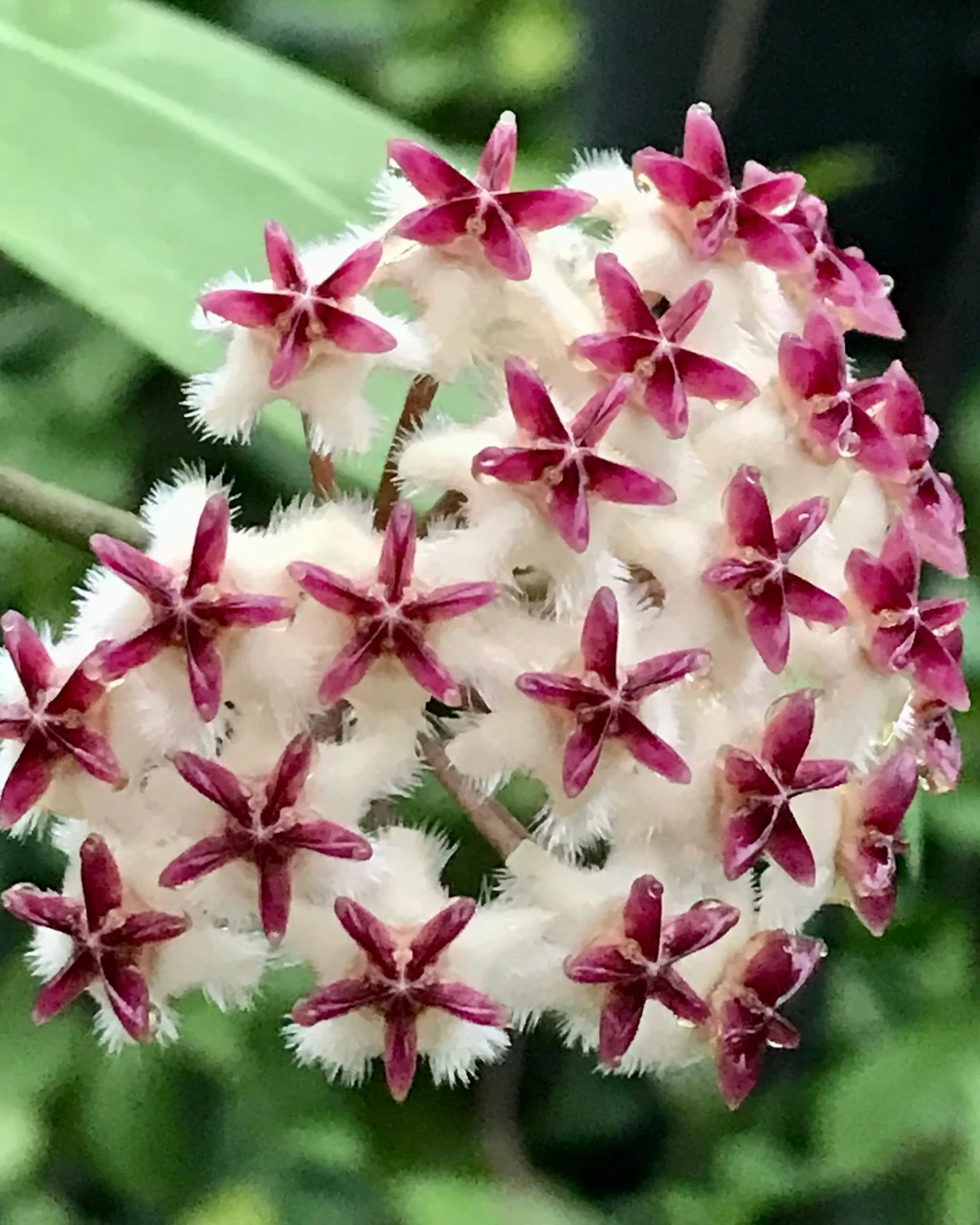 Hoya erythrostemma