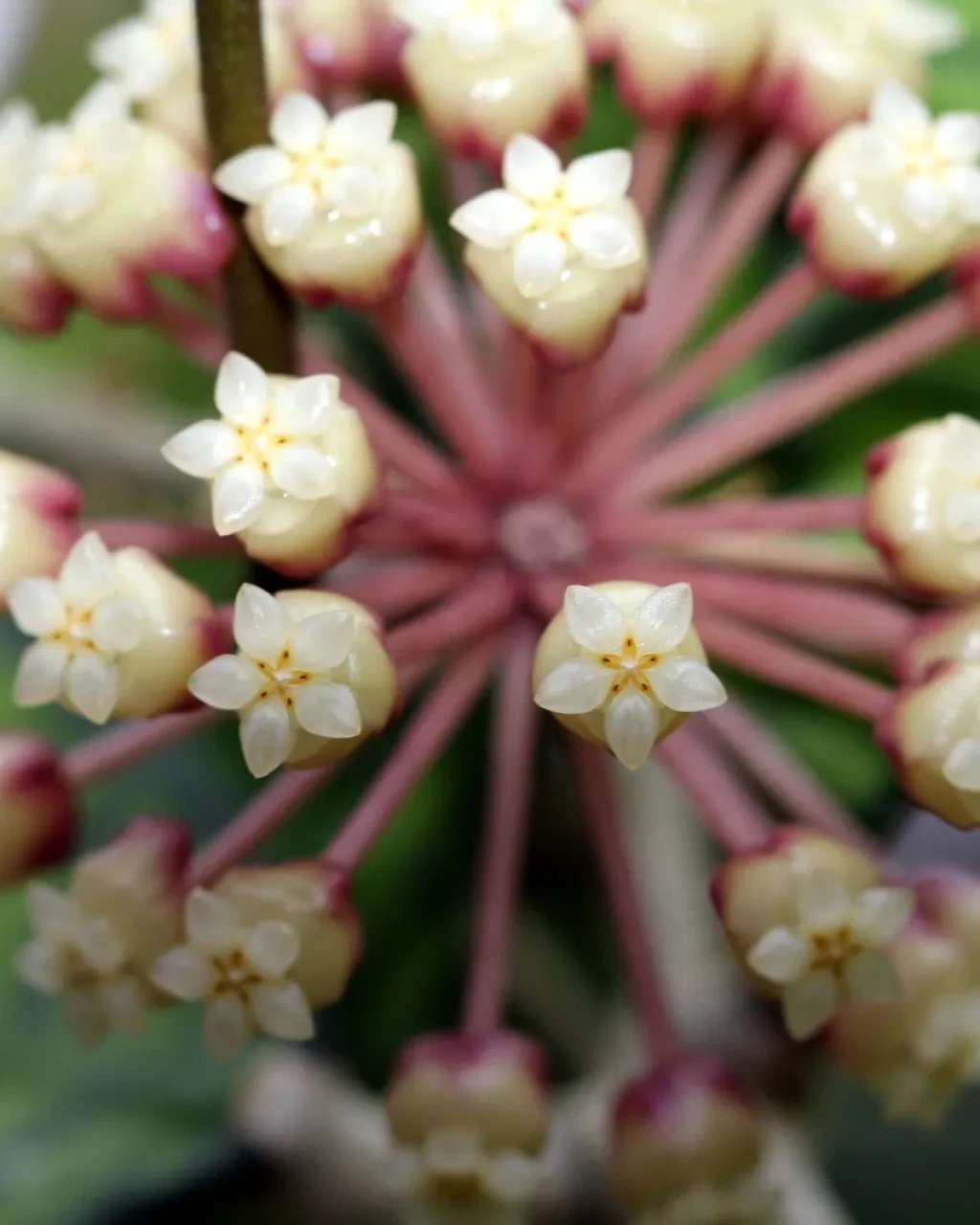 Hoya finlaysonii