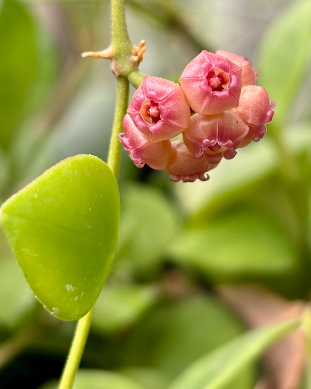 Hoya heuschkeliana
