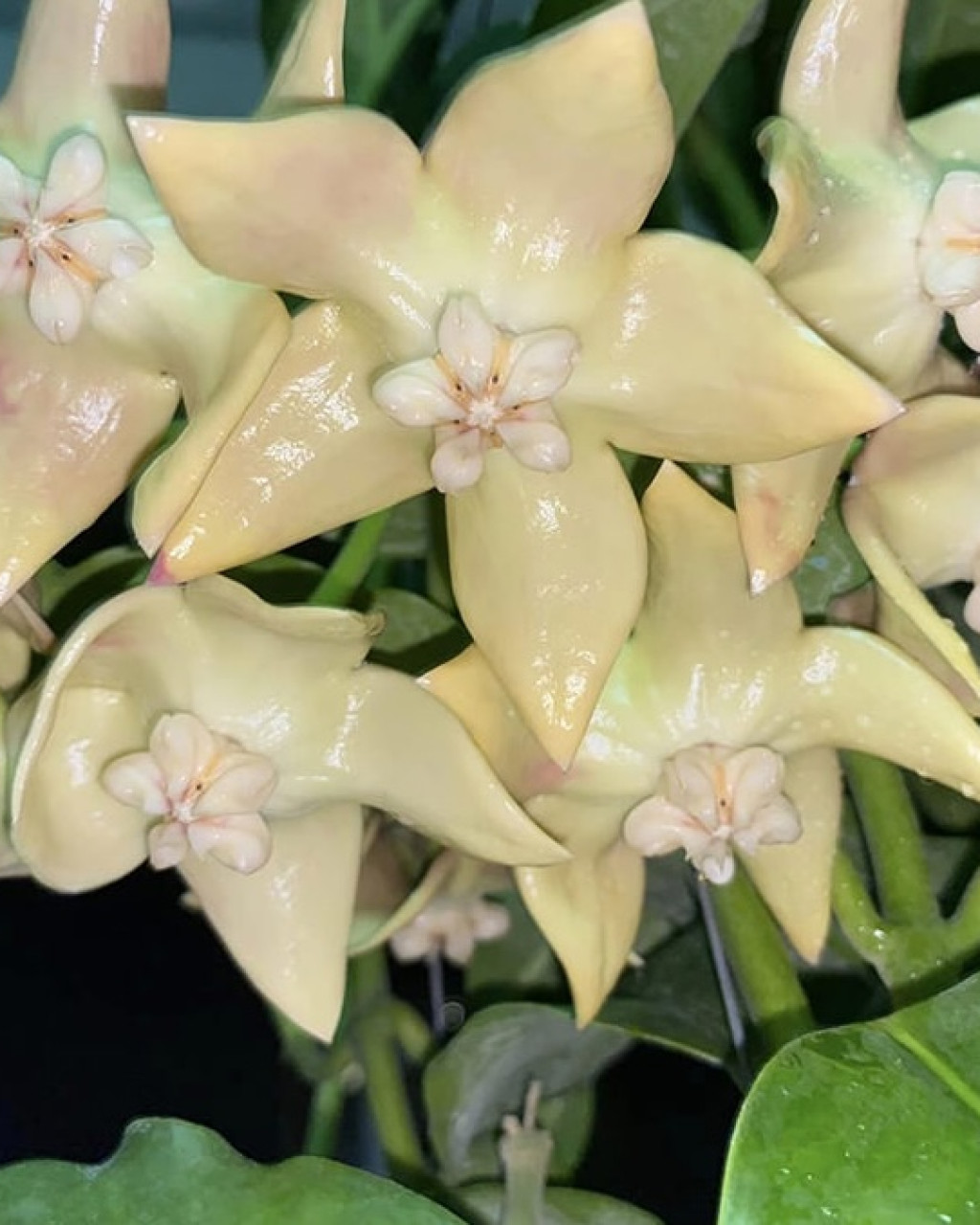 Hoya imperialis 'Palawan'