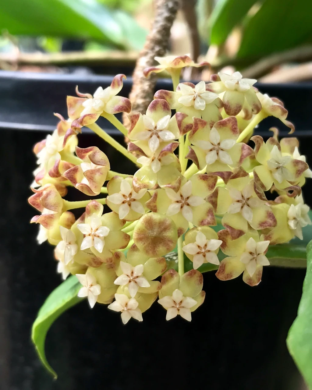 Hoya incrassata