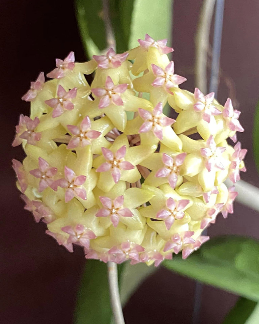 Hoya 'Joy'