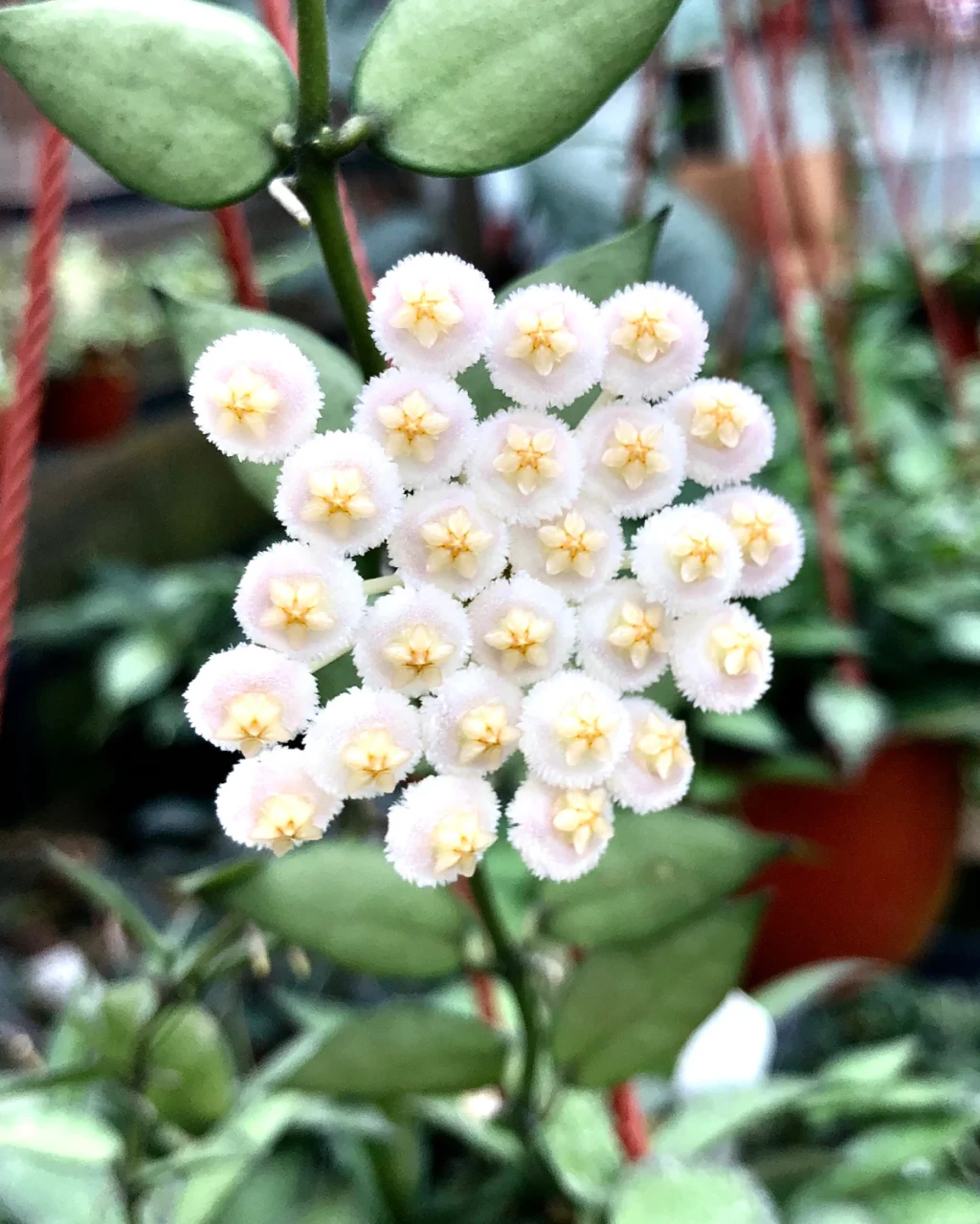 Hoya lacunosa