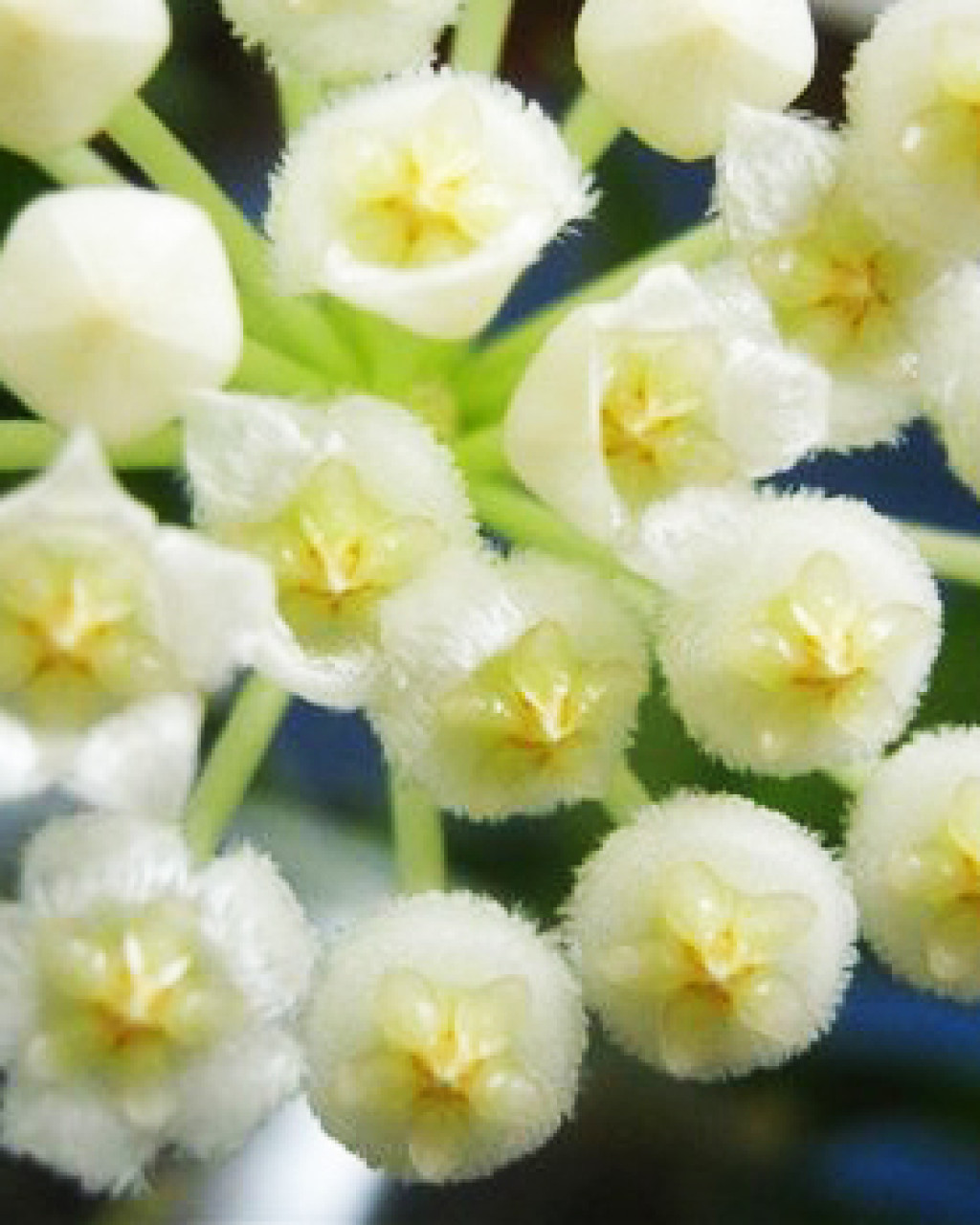 Hoya lacunosa 'Langkawi Island'