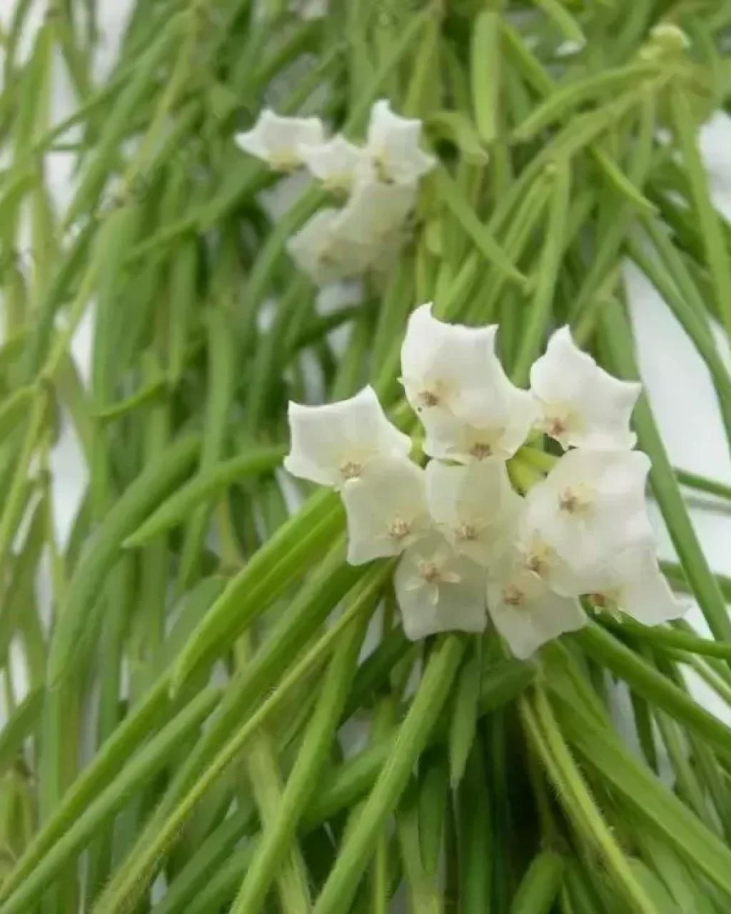Hoya linearis