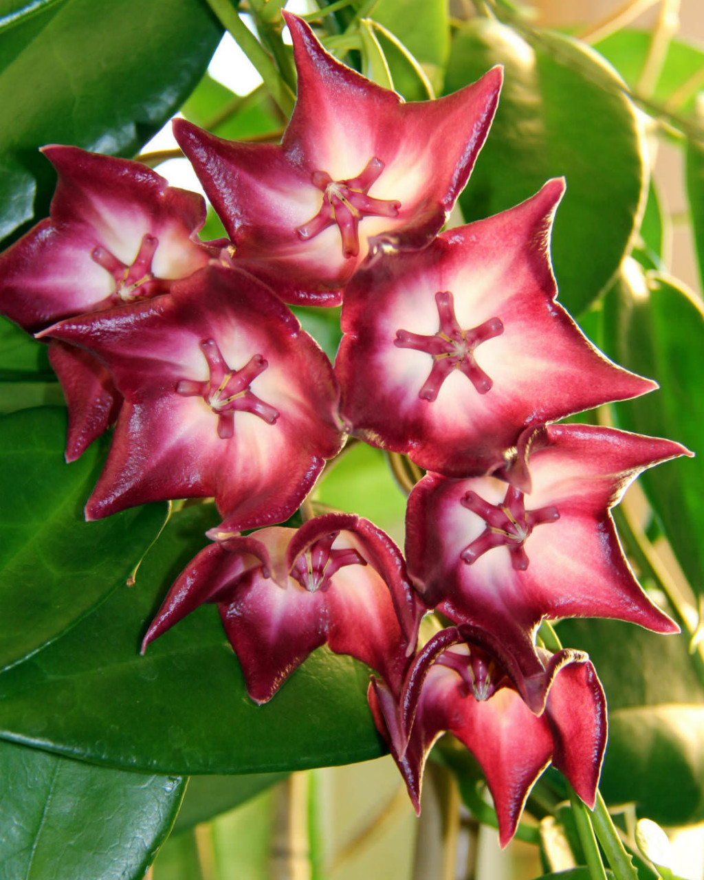 Hoya macgillivrayi