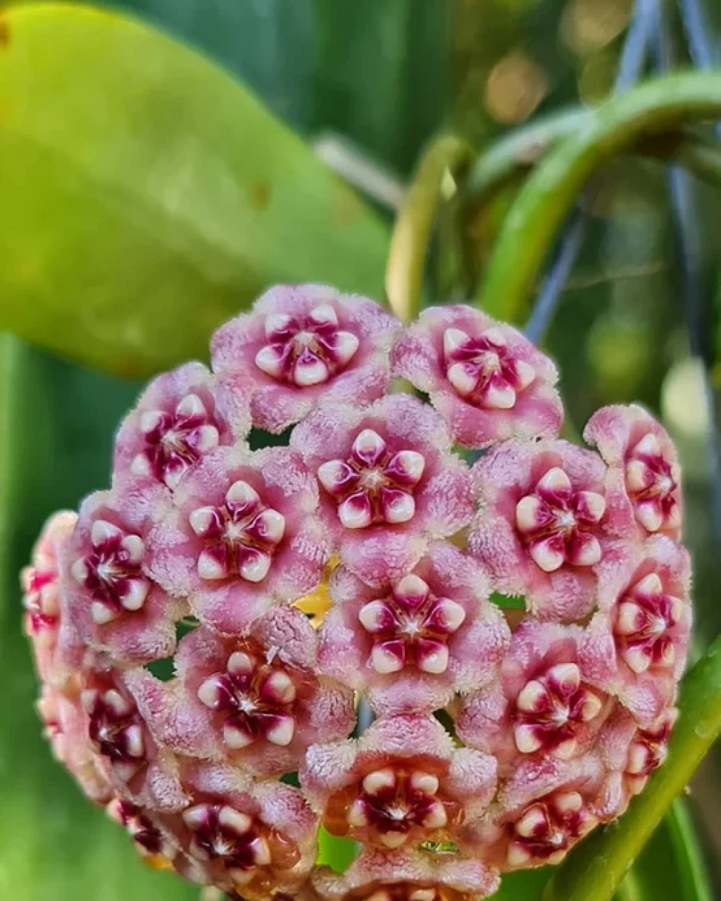 Hoya meliflua
