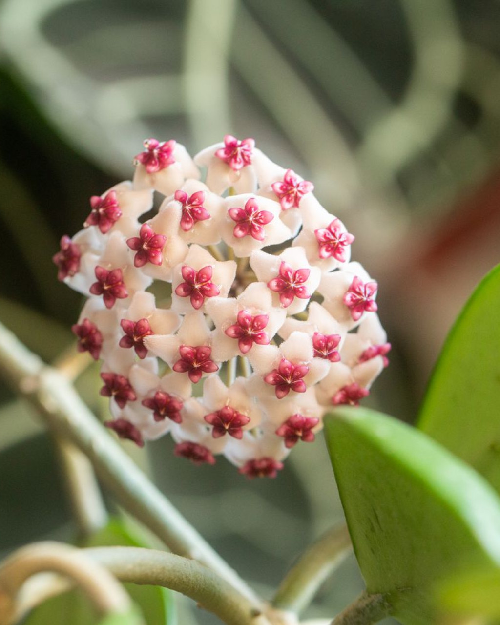 Hoya obovata