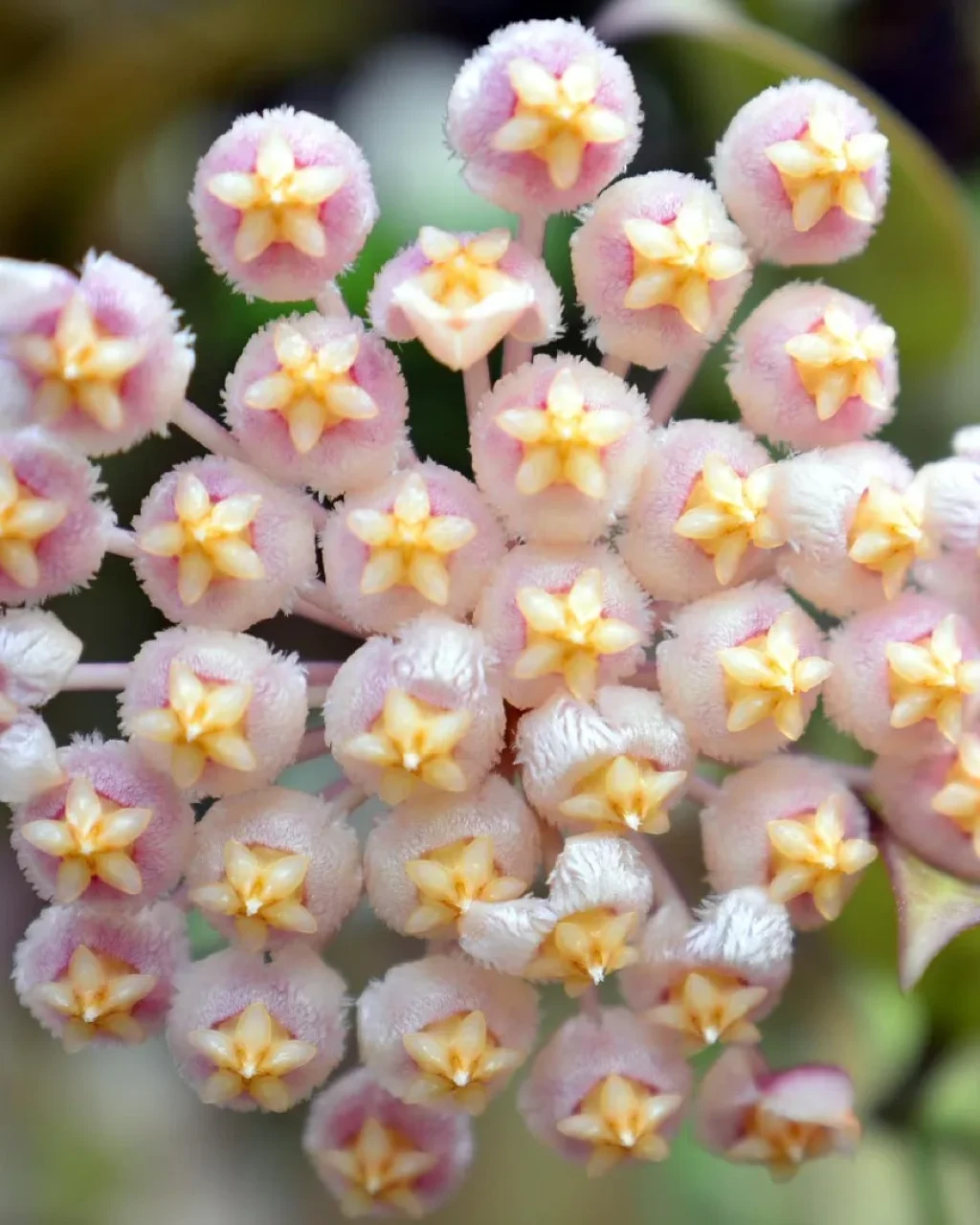 Hoya obscura