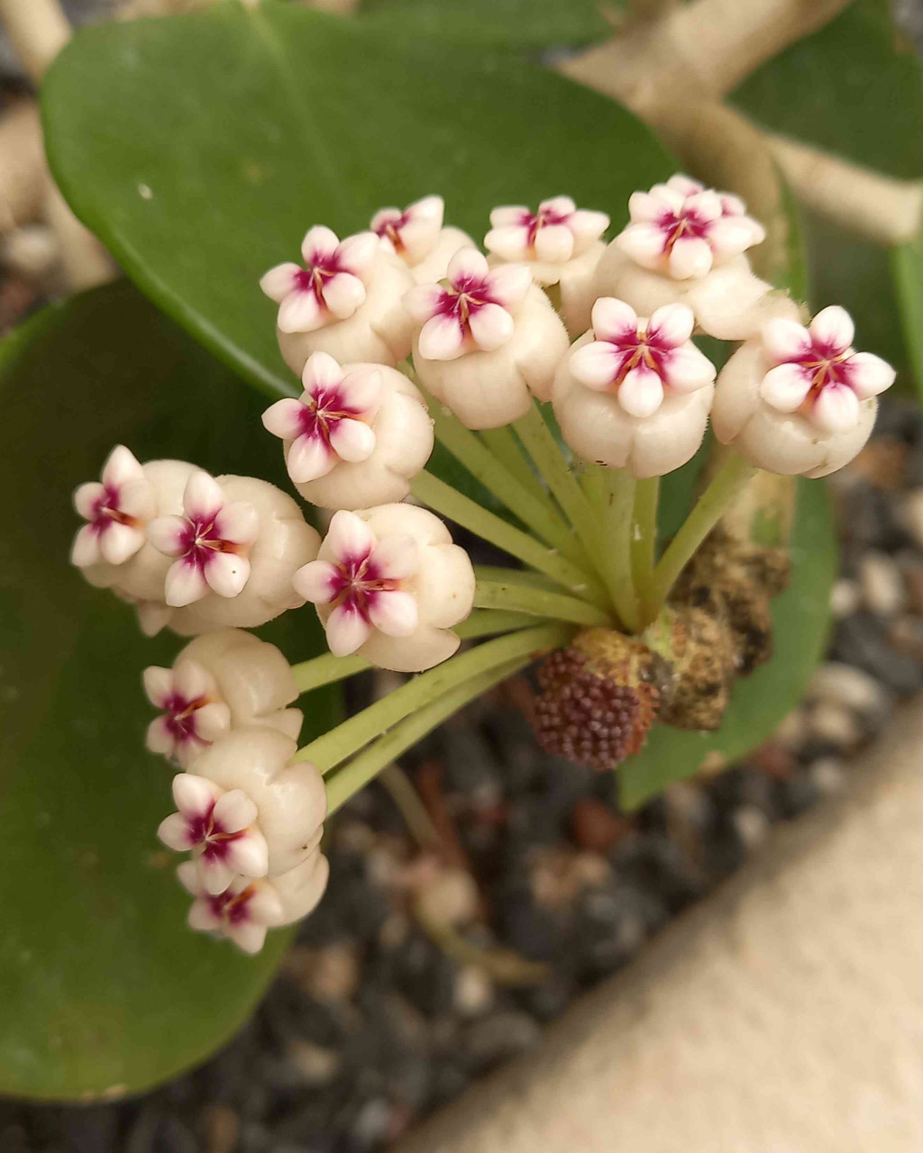 Hoya pachyclada