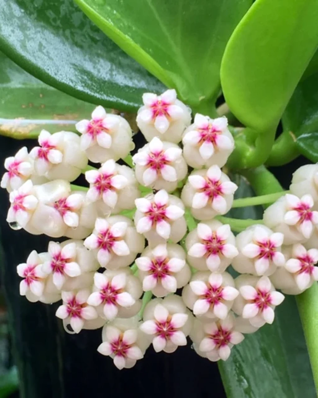 Hoya pachyclada 'Red Corona'