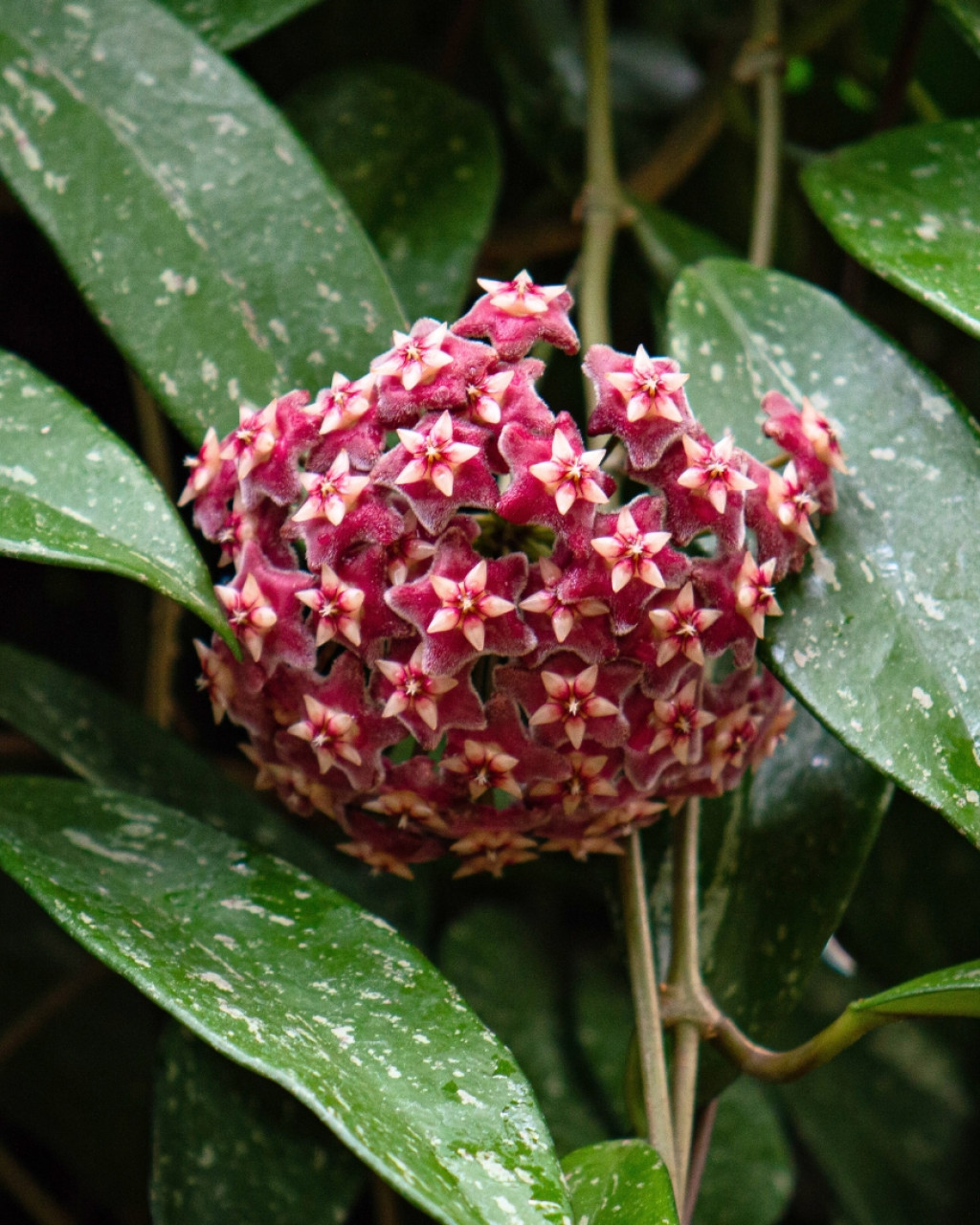 Hoya pubicalyx