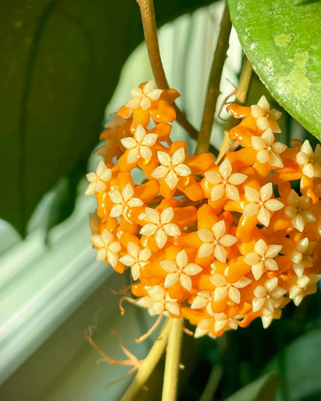 Hoya vitellina