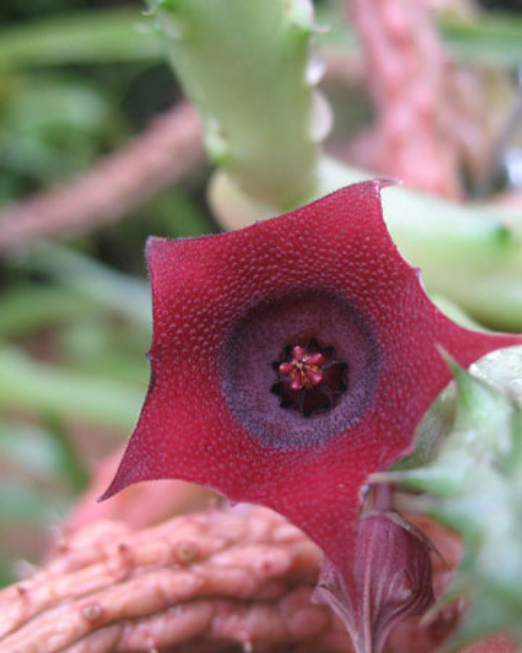 Huernia Schneiderana