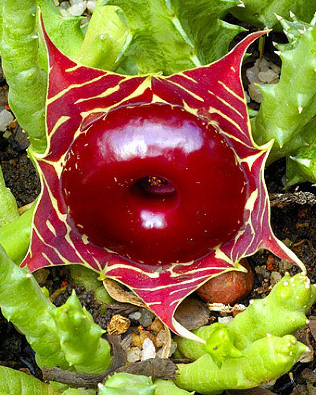 Huernia Zebrina