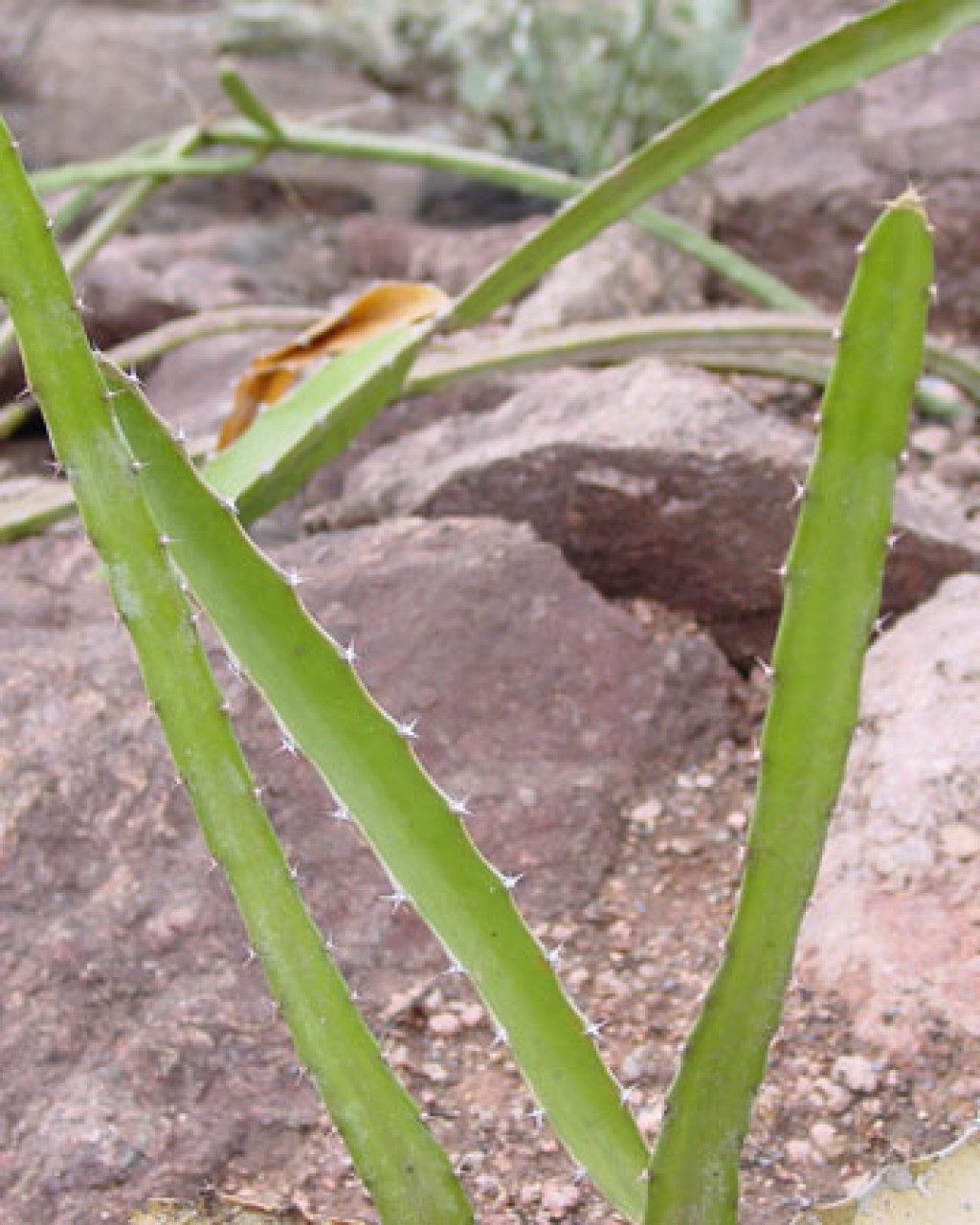 Hylocereus Polyrhizus