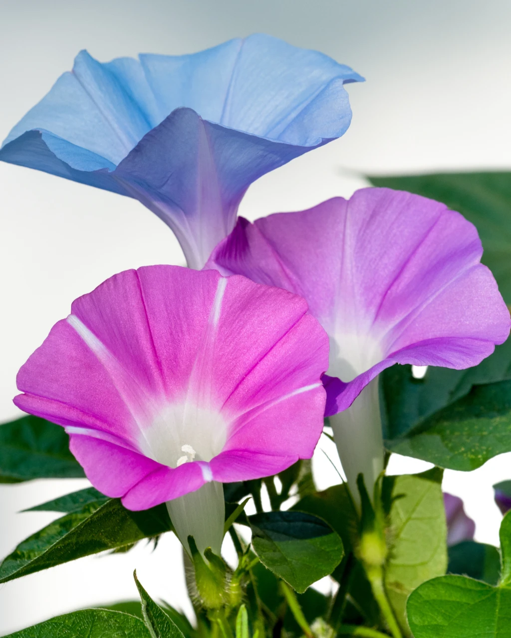 Ipomoea