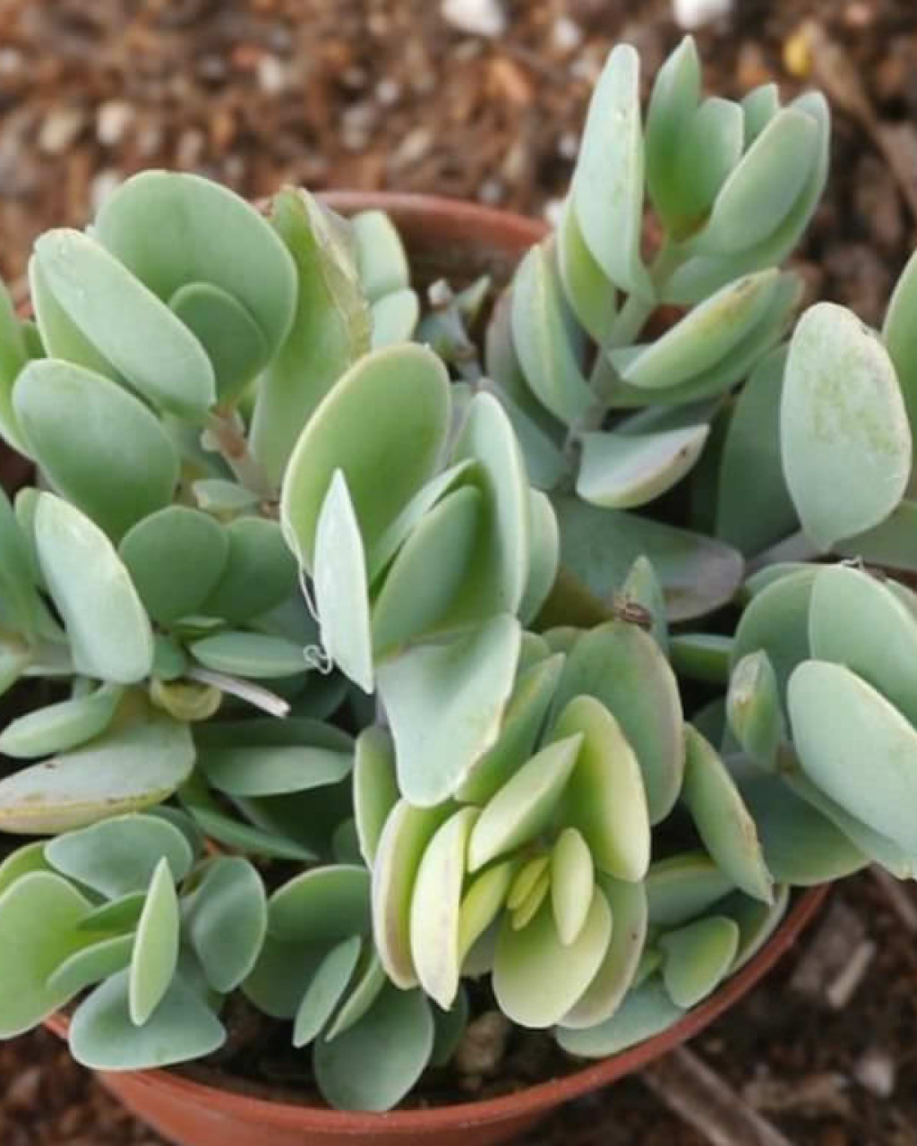Kalanchoe alticola