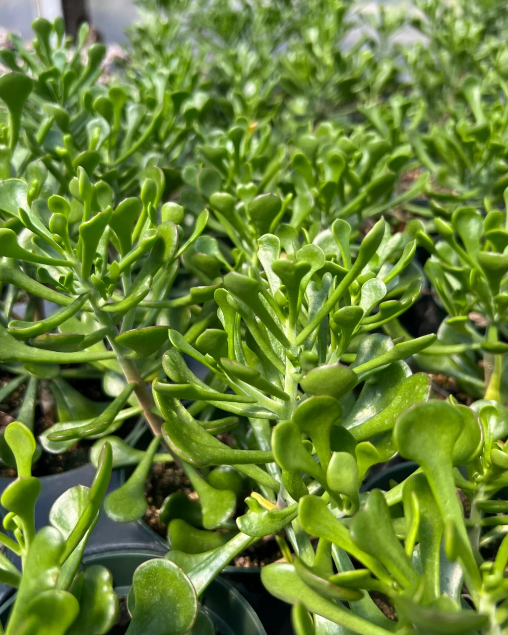Kalanchoe arborescens