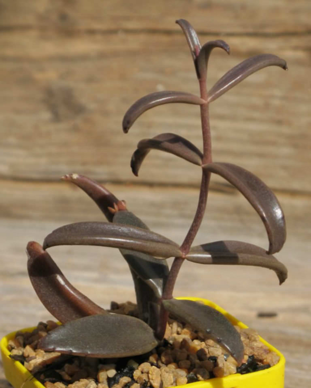 Kalanchoe beauverdii