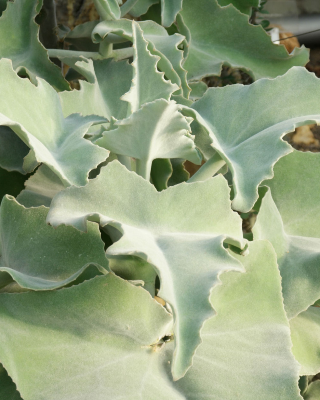 Kalanchoe beharensis