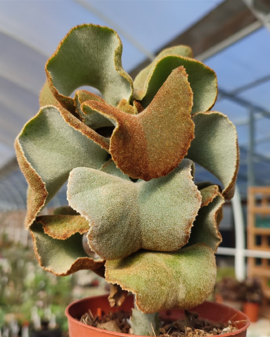 Kalanchoe beharensis 'Brown Dwarf'