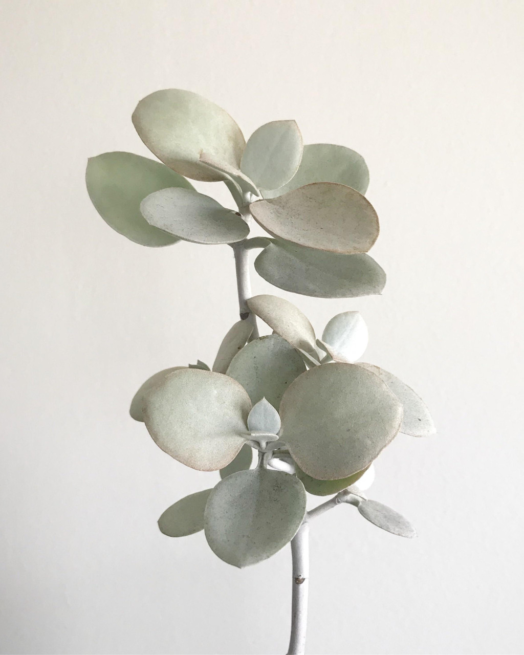 Kalanchoe bracteata