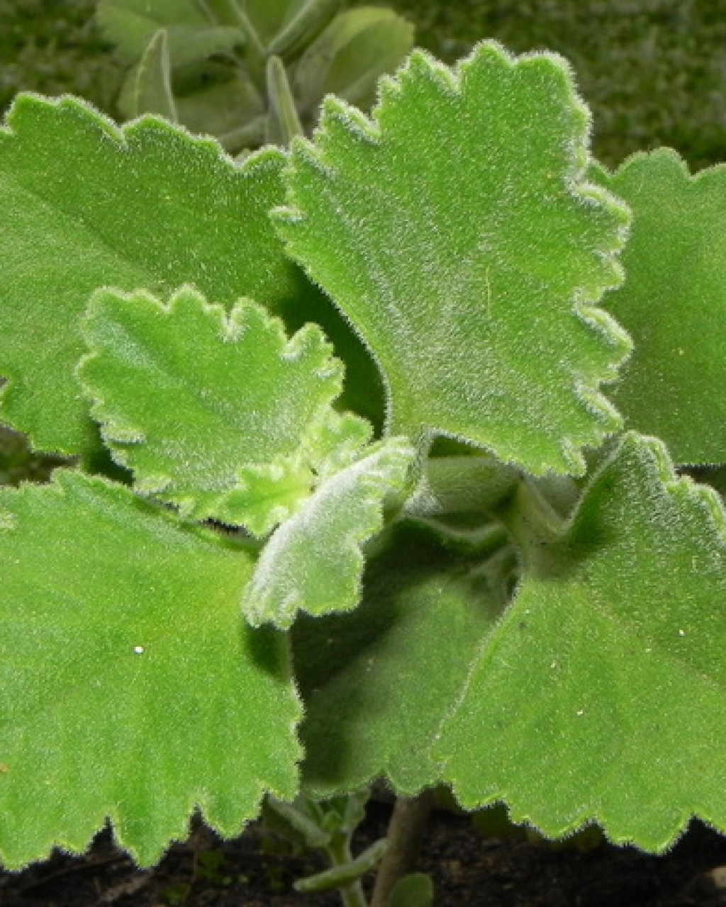 Kalanchoe citrina